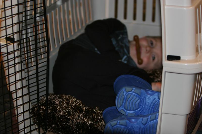 Kai in Crate