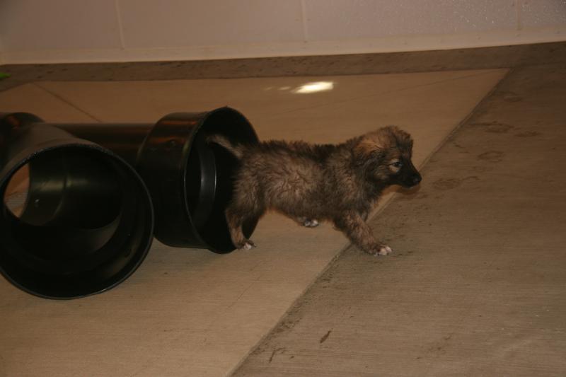 Puppy