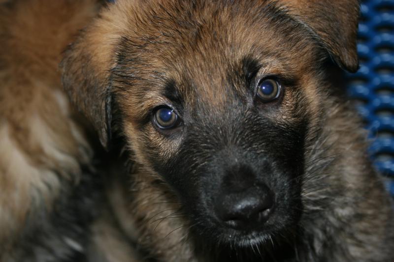 Solace Puppy