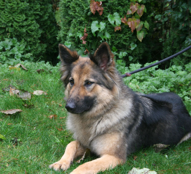 Kyra 4
