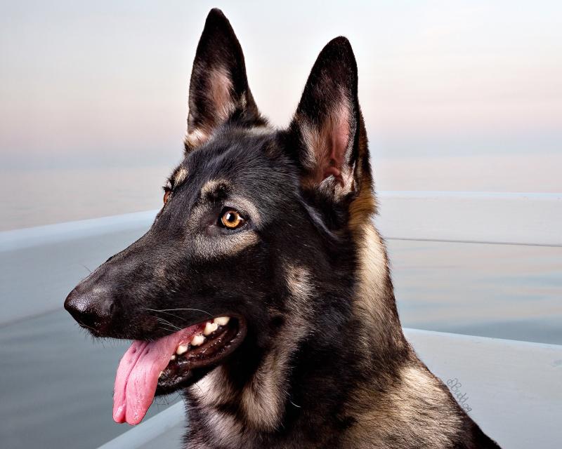 Sassy Pica Gunny 08.jpg